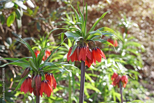 Fritillaria imperialis (Crown Imperial) ÔRed BeautyÕ in flower