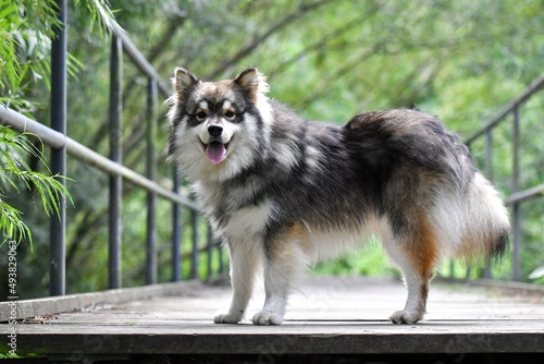 Portrait of a young Finnish Lapphund dog