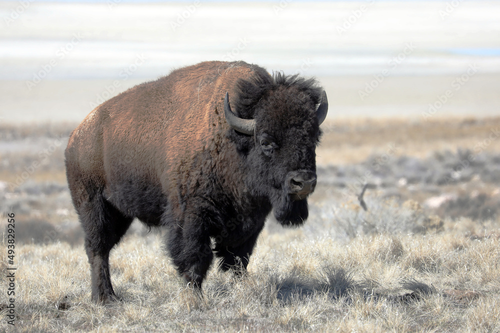 buffalo reaming at antelope island state park, Utah buffalo reaming at antelope island state park, Utah