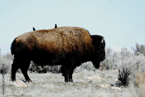 buffalo reaming at antelope island state park with birds on it's back photo