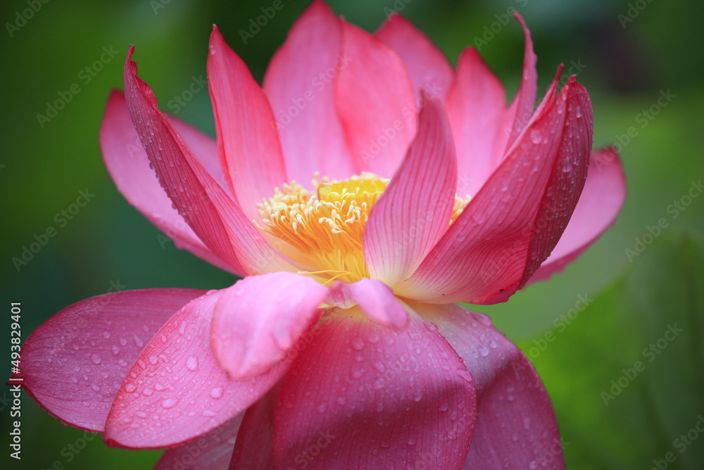 close up of red/pink lotus flower