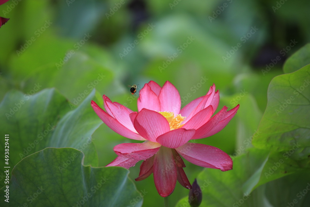 close up of red/pink lotus flower close up of red/pink lotus flower