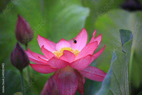 close up of red pink lotus flower