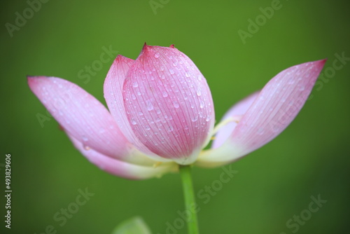 pink lotus flower