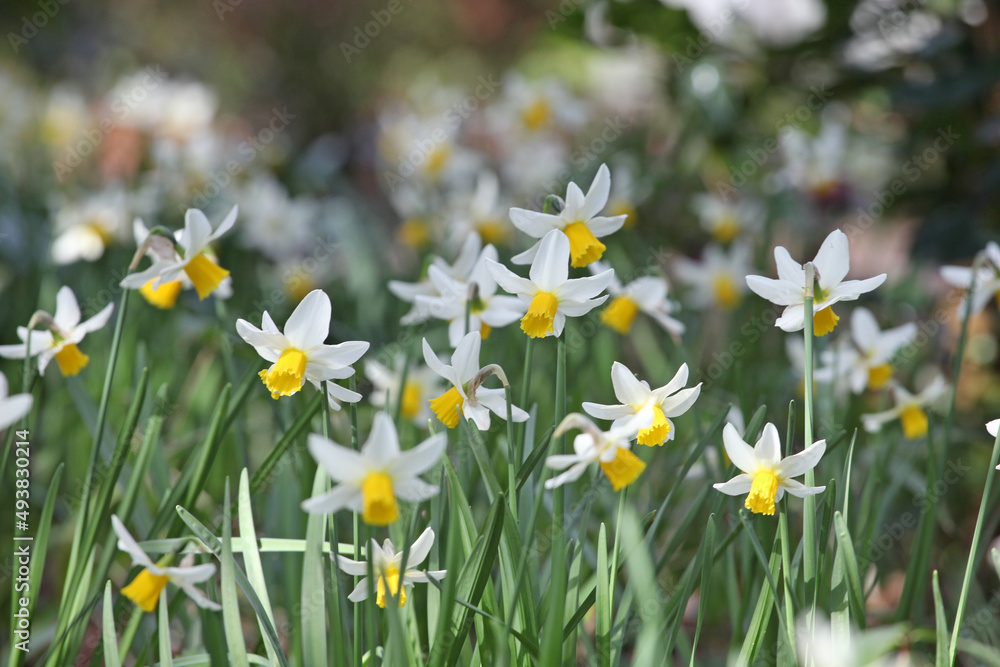 Yellow and white cyclamineus 'Jack Snipe' daffodils in flower Yellow and white cyclamineus 'Jack Snipe' daffodils in flower