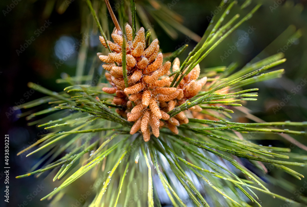 Pinos Pinos
