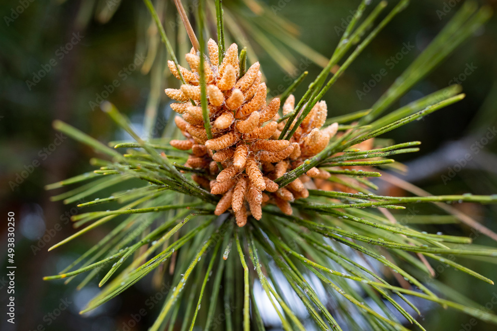 Pinos Pinos