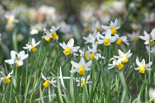 Yellow and white cyclamineus 'Jack Snipe' daffodils in flower