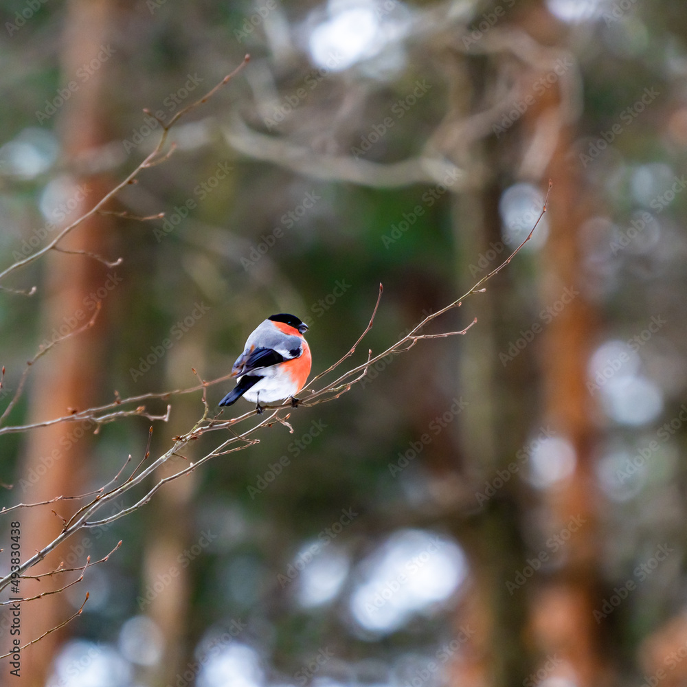 Bullfinch on stick