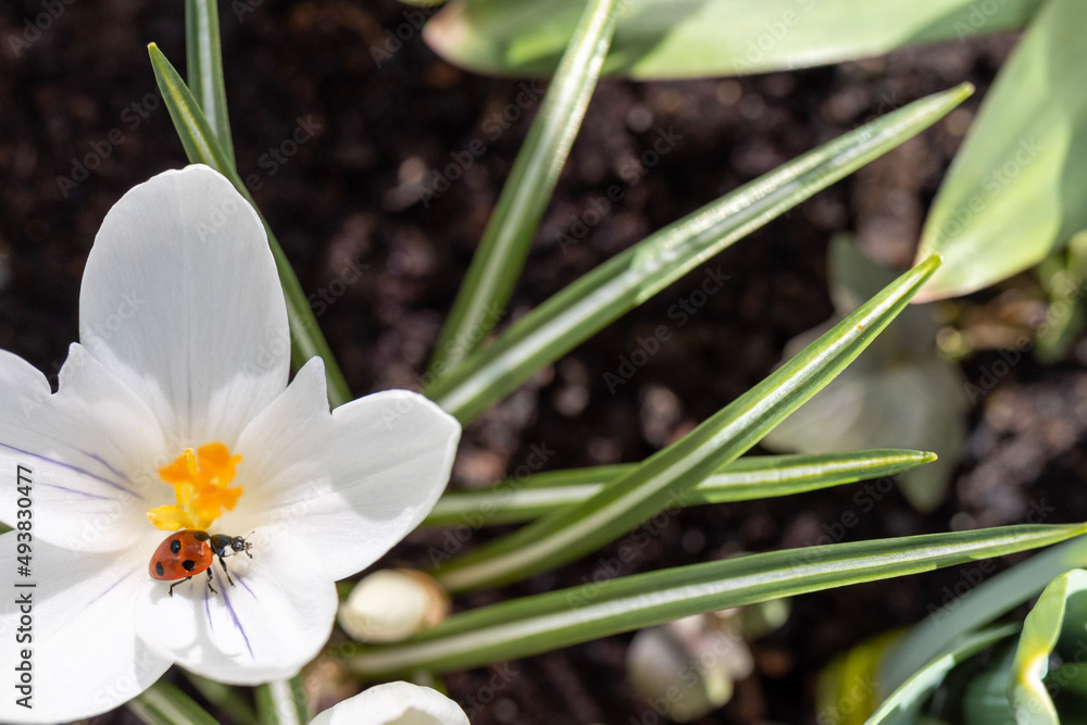 Fototapeta premium White Crocus Flower with a Ladybird 