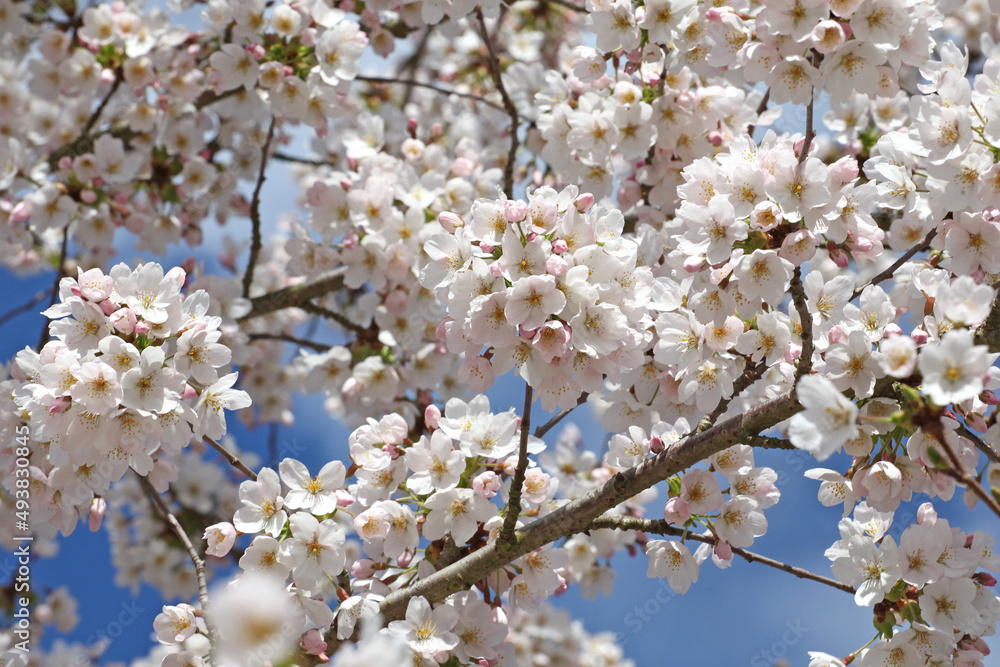 White cherry blossom in flower during the spring White cherry blossom in flower during the spring