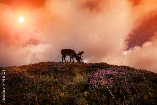 Fototapeta Naklejka Na Ścianę i Meble -  Deer grazing with the highland mountains in the distance 