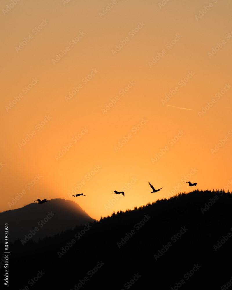 Sunset and birds in the orange sky