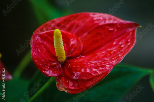 Flor roja tomada al natural en un jardín 