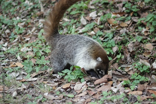 Fotografie Coatí caminando en la sierra