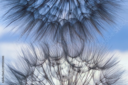 Blue dandelion flower background,  with soft focus. Fragility. Desktop computer background. Dandelion flower with seeds ball close up in blue background, horizontal view. Silhouette flower. Spring photo