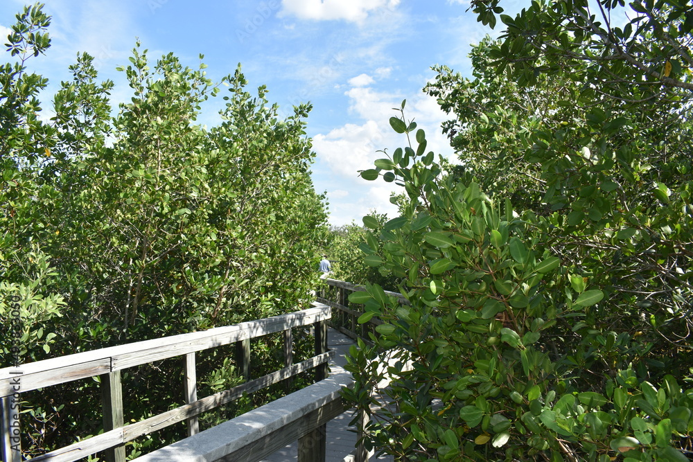 Indian Rocks Beach Nature Preserve in Florida