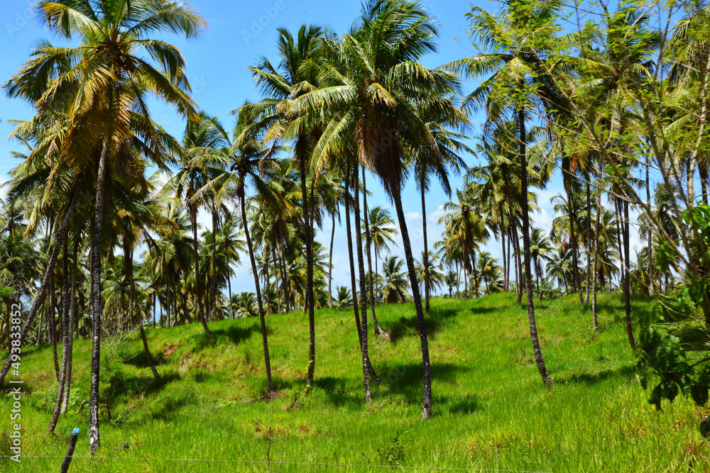Palm trees, green vegetation in Samana Peninsula, Dominican Republic
