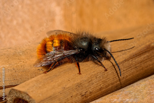 Wildbiene im Insektenhotel © Peter