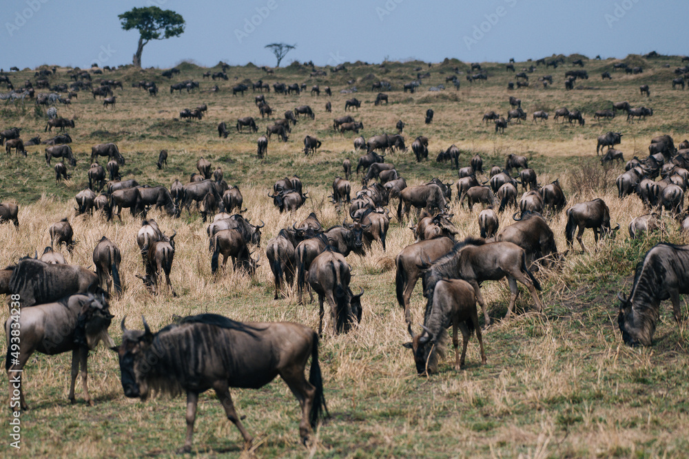 wildebeest during the great migration in the Masai Mara Kenya wildebeest during the great migration in the Masai Mara Kenya