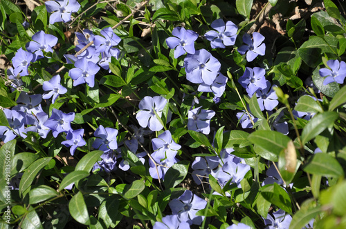 Spring blossom of periwinkle small  Vinca minor 