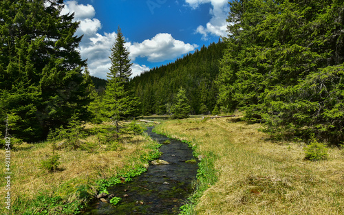Latorita river flowing downhill through an alpine grassland. Sunny day in Capatanii Mountains. Fir trees complete the scenery. 