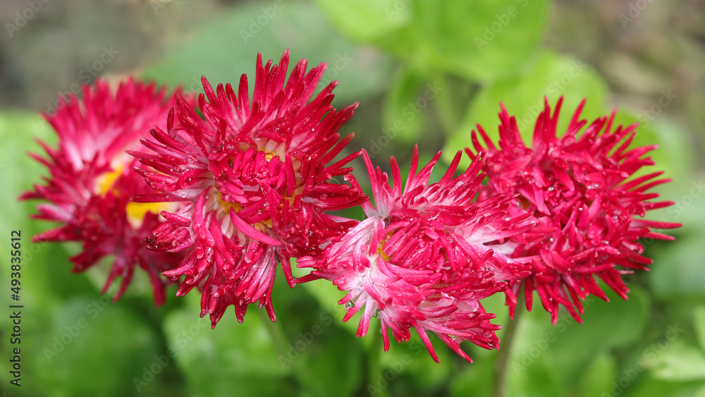 Red fluffy Marguerites in spring garden .Bellis Perennis red .English Daisies in sunny garden. Beautiful Marguerites flowers, outdoors. Red Daisies close-up .Bright red meadow daisy . Postcards Red fluffy Marguerites in spring garden .Bellis Perennis red .English Daisies in sunny garden. Beautiful Marguerites flowers, outdoors. Red Daisies close-up .Bright red meadow daisy . Postcards