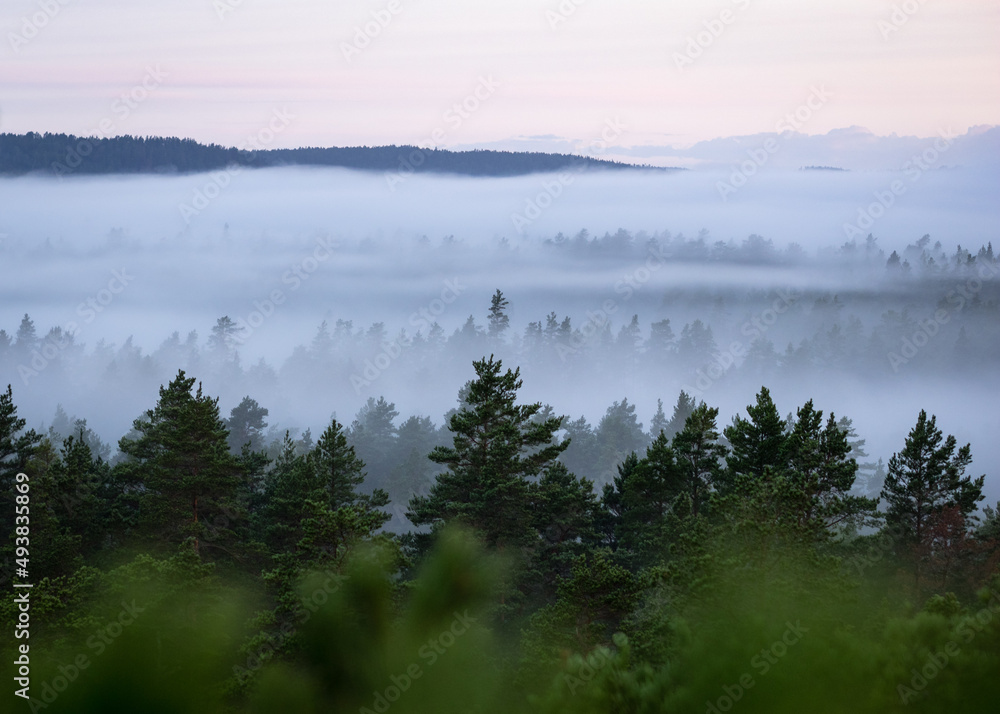 Forest Treetops in Fog
