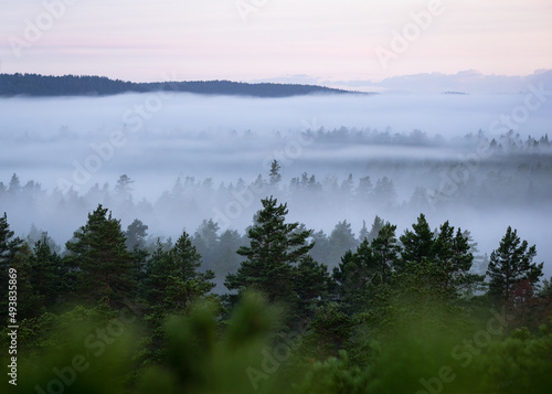 Forest Treetops in Fog 