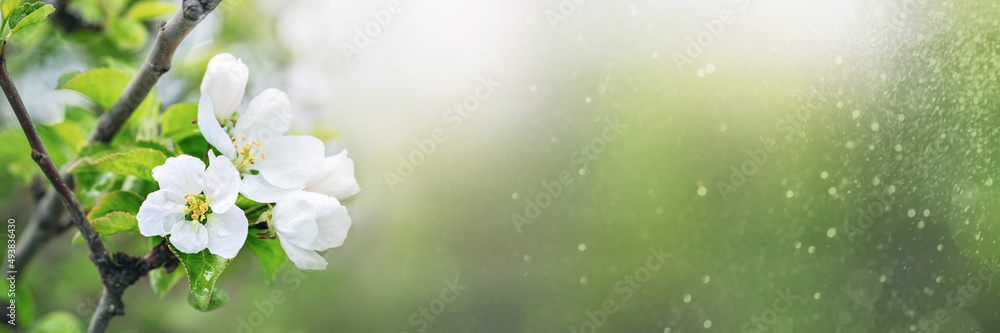 fruit tree blooms in springtime banner, white flowers on a branch close-up on a blurred natural background, copy space