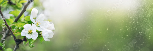 fruit tree blooms in springtime banner, white flowers on a branch close-up on a blurred natural background, copy space © Leka