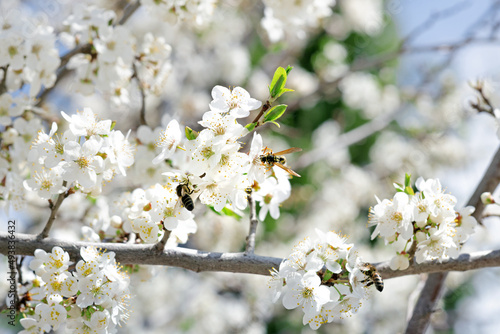 flowers on a tree in early spring, a blossoming cherry branch on a blurred natural background on a bright sunny day