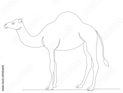 camel one line drawing vector, isolated
