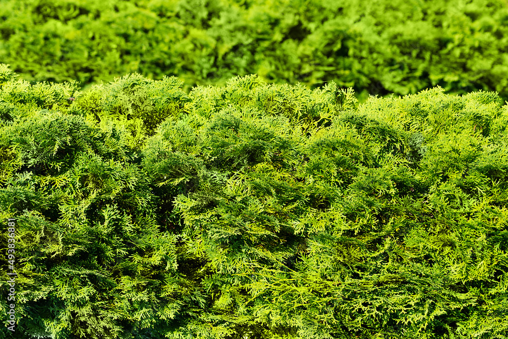 Cypresses form the texture of a green fence Cypresses form the texture of a green fence