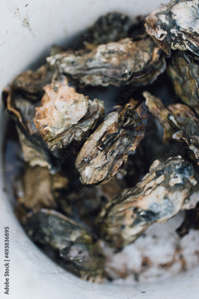 freshly picked oysters shells in white bucket freshly picked oysters shells in white bucket