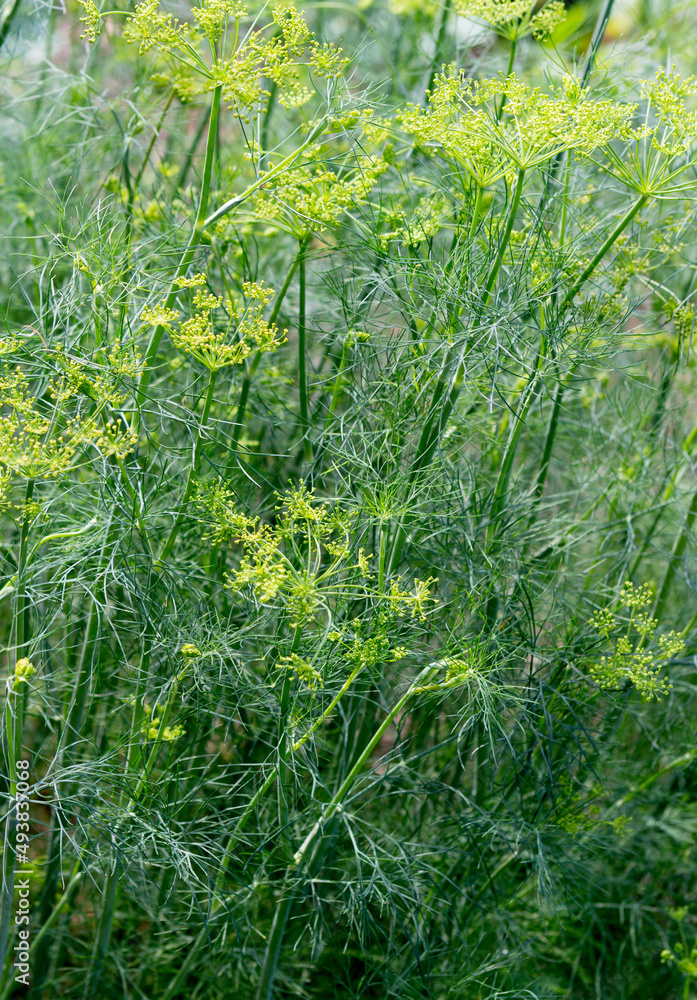 Obraz premium Dill flowering in the garden.