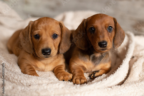 Cute dachshund puppies looking at the camera on a light background.