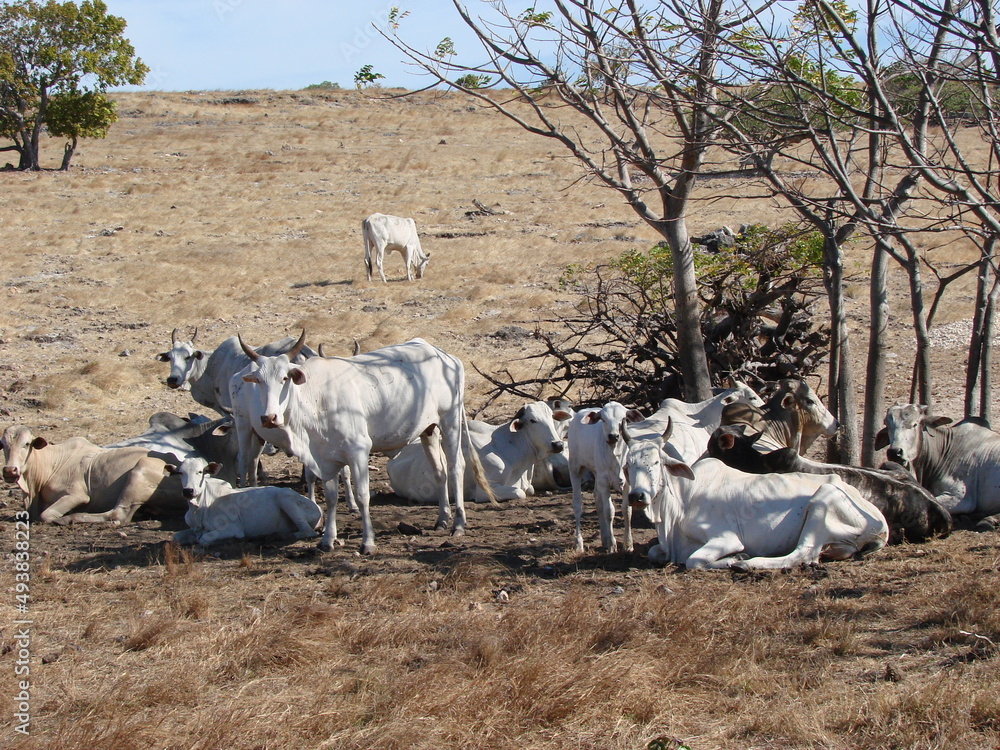 Obraz premium Cattle. Farm animals. Herd of white Zebu cows.