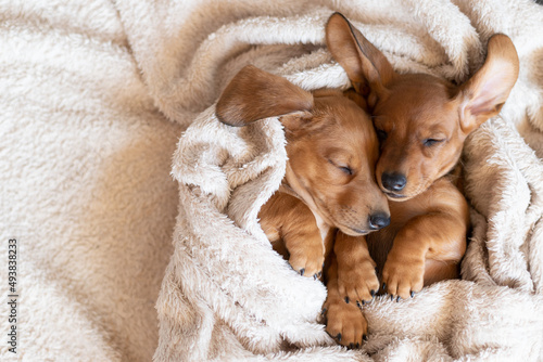 Wall Mural Cute sleeping dachshund puppies