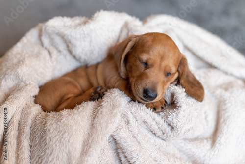 Cute sleeping dachshund puppy. Beautiful little dog lie on the bedspread.