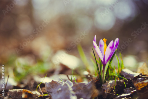 Beautiful spring flowers. Beautiful colorful first flowers, Crocuses, in the meadow with the sun. Background for wallpaper.