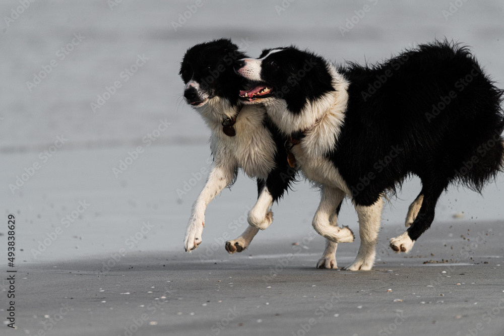 border collie dog running on beach