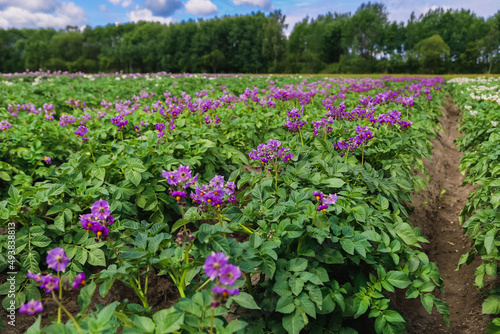 Close up purle flower of potato crop