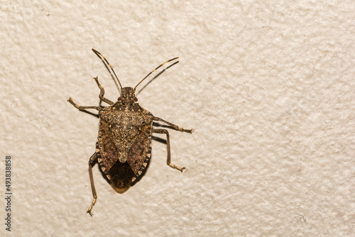 Brown Marmorated Stink Bug - Halyomorpha halys photo