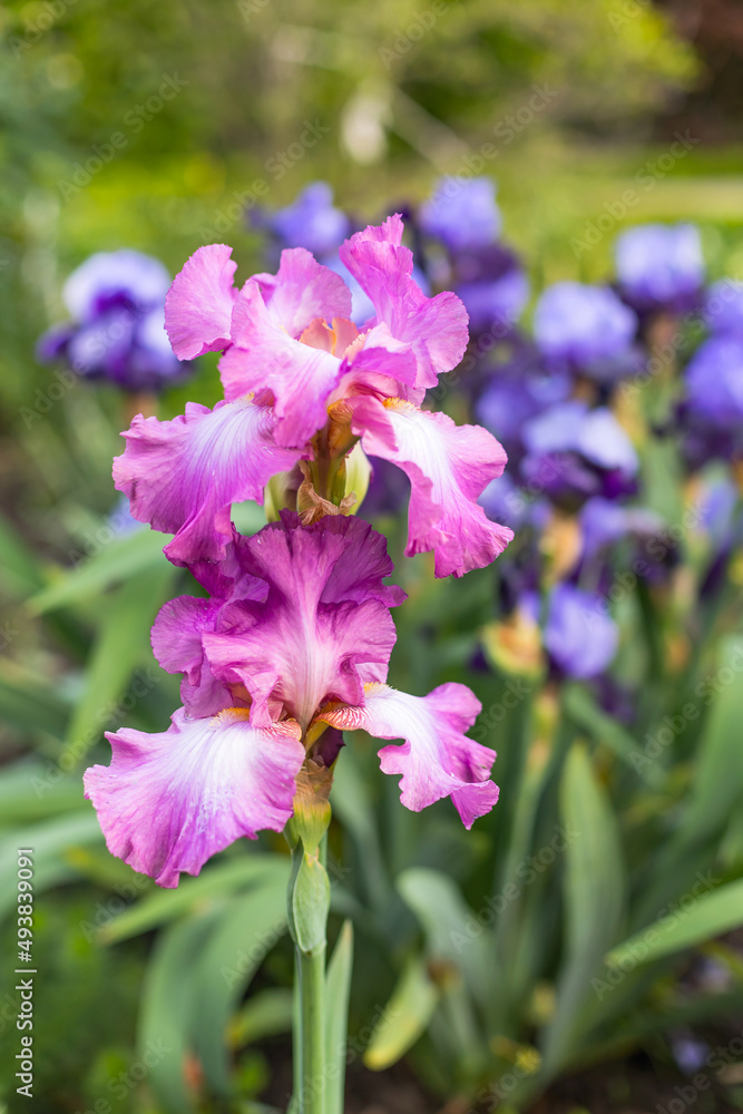 Violet and blue blooming iris flowers closeup on green garden background. Sunny day. Lot of irises. Large cultivated flowerd of bearded iris (Iris germanica). Blue and violet iris flowers are growing Violet and blue blooming iris flowers closeup on green garden background. Sunny day. Lot of irises. Large cultivated flowerd of bearded iris (Iris germanica). Blue and violet iris flowers are growing