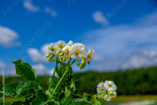Close up white flower of potato crop