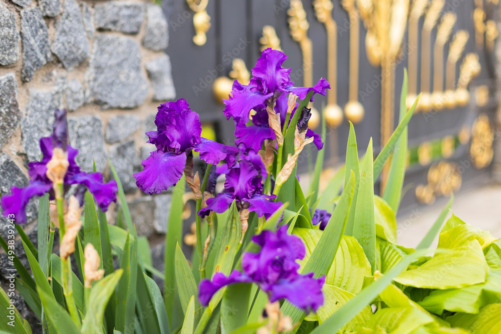 Fototapeta premium Violet and blue blooming iris flowers closeup on green garden background. Sunny day. Lot of irises. Large cultivated flowerd of bearded iris (Iris germanica). Blue and violet iris flowers are growing