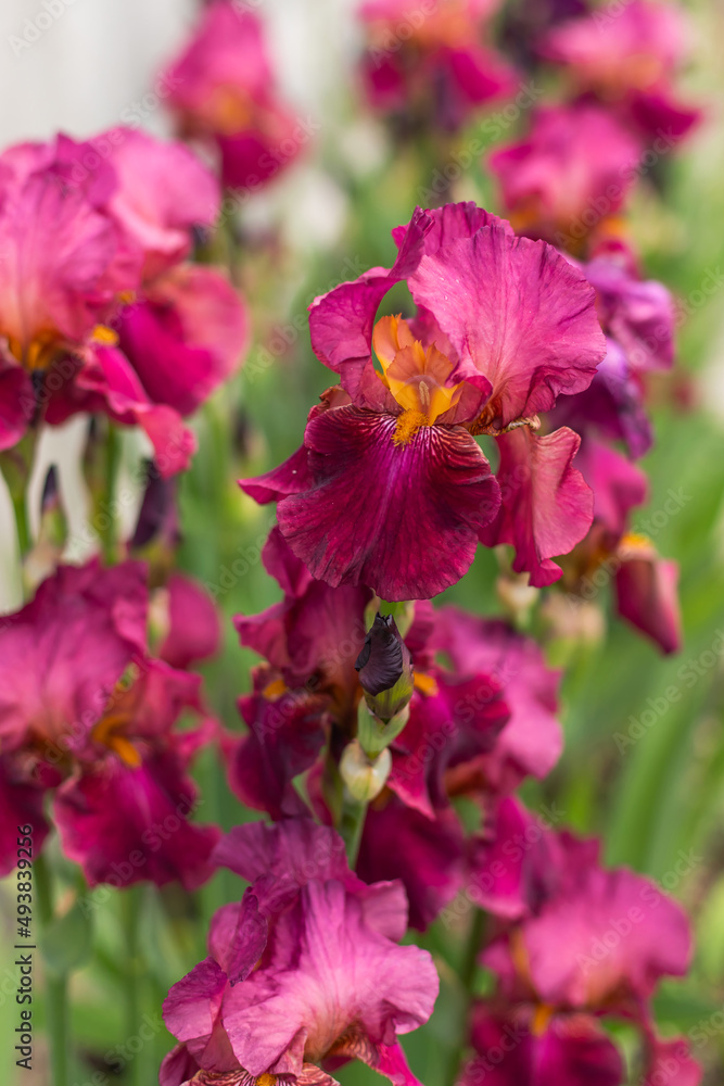 Violet and blue blooming iris flowers closeup on green garden background. Sunny day. Lot of irises. Large cultivated flowerd of bearded iris (Iris germanica). Blue and violet iris flowers are growing Violet and blue blooming iris flowers closeup on green garden background. Sunny day. Lot of irises. Large cultivated flowerd of bearded iris (Iris germanica). Blue and violet iris flowers are growing