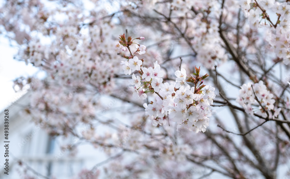 Close up of white cherry blossom growing on a cherry tree in the front garden of a house in Kensington, London UK. Close up of white cherry blossom growing on a cherry tree in the front garden of a house in Kensington, London UK.