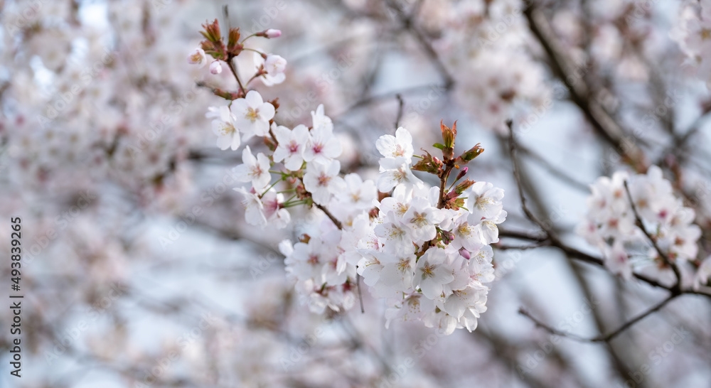Close up of white cherry blossom growing on a cherry tree in the front garden of a house in Kensington, London UK. Close up of white cherry blossom growing on a cherry tree in the front garden of a house in Kensington, London UK.